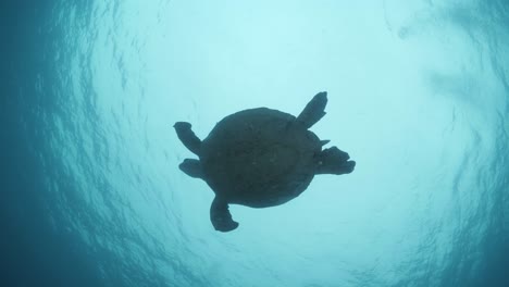 A-silhouette-of-a-large-sea-turtle-as-it-swims-towards-the-blue-ocean-surface