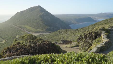 Antílope-Eland-Cruzando-El-Camino-Camino-Al-Cabo-De-Buena-Esperanza