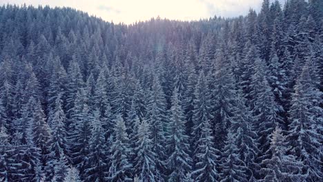 A-Dense-Coniferous-Forest-Covered-In-Snow-On-A-Sunny-Day-Of-Winter---aerial-drone-shot