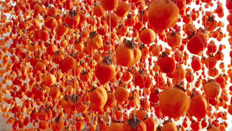 Dried-Persimmon-fruit-production,-Hanged-japanese-style-persimmons,-beautiful-pattern
