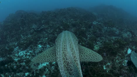 Unique-underwater-view-following-a-spotted-shark-as-it-swims-over-a-rocky-ocean-reef-system