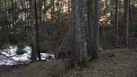 Bereifter-Fluss-Mit-Dichten-Bäumen-Im-Winter