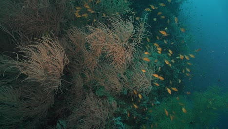 Schwarze-Korallen-Und-Orangefarbene-Rifffische-An-Steilen-Korallenwänden-Im-Tropischen-Ozean