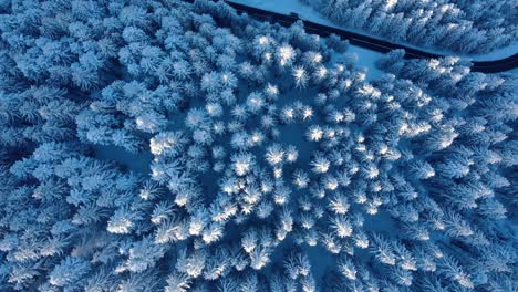 Top-View-Of-Snow-Covered-Coniferous-Forest-And-Mountain-Road-During-Winter---aerial-drone-shot