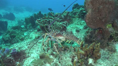 Caribbean-Spiny-Lobster-close-up-walking-over-tropical-coral-reef