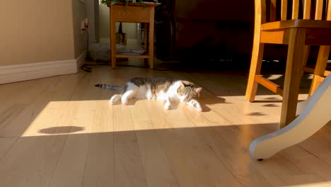 House-cat-basking-in-the-morning-sun-streaming-in-through-the-windows---static-wide-angle-time-lapse