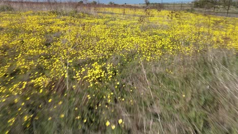 Yellow-flowers-meadow-field-in-central-California