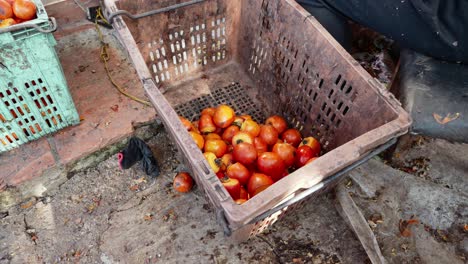 Persimmon-fruit-pouring-into-plastic-basket,-Rural-fruit-production,-Vietnam
