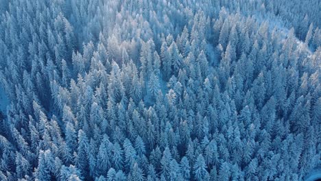 Nadelwald-Auf-Bergiger-Landschaft,-Die-Im-Winter-Dicht-Mit-Schnee-Bedeckt-Ist---Luftstatik