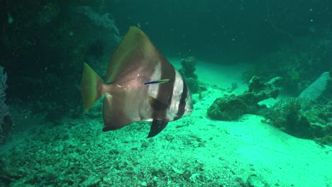 Spadefish-getting-cleaned-by-cleaner-fish-on-coral-reef