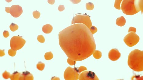 Tracking-motion-rows-of-Persimmons-hang-drying,-sunbeams-through-beautiful-orange-persimmon