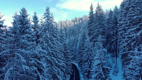 Aerial-View-Of-Road-Through-Snow-Pine-Forest-In-Winter---drone-shot