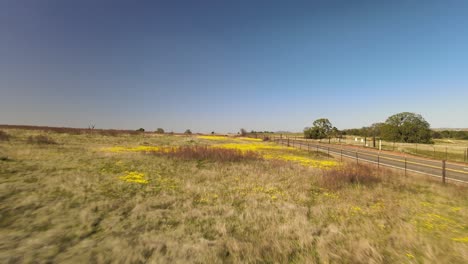 Aerial-view-of-a-yellow-wildflowers-meadow-in-central-california