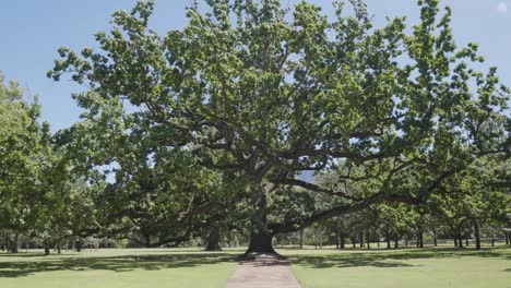 A-huge-tree-with-wide-branches-in-one-of-Cape-Town-national-parks