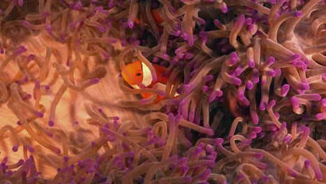 Clownfish-close-up-in-sea-anmeone-with-purple-tentacles