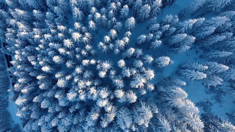 Top-View-Of-Snowy-Pine-Trees-In-The-Mountain-Forest-At-Winter