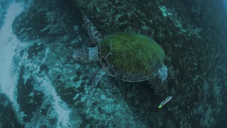 Eine-Freundliche-Grüne-Meeresschildkröte-Schwimmt-Mühelos-Im-Ozean,-Bevor-Sie-Einen-Taucher-über-Sich-Begrüßt