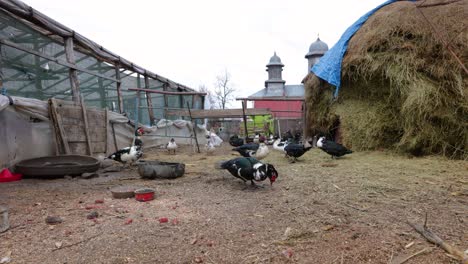 Herde-Hausenten-Neben-Heuhaufen-Auf-Dem-Bauernhof-In-Rumänien