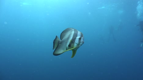 Pez-Murciélago-Nadando-En-El-Océano-Azul-Con-Buzos-En-El-Fondo