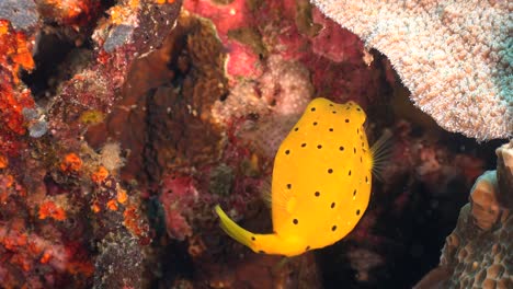 Gelber-Kofferfisch,-Der-Auf-Buntem-Korallenriff-In-Den-Tropen-Schwimmt