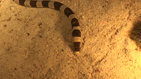 Banded-snake-eel-close-up-at-night-searching-for-food-on-sandy-ocean-floor