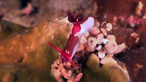 Nudibranquio-Nembrotha-Arrastrándose-Sobre-Coloridos-Arrecifes-De-Coral-De-Cerca