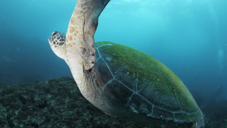Eine-Grüne-Meeresschildkröte-Gleitet-Mühelos-An-Einem-Taucher-Vorbei-Zu-Einem-Haischwarm