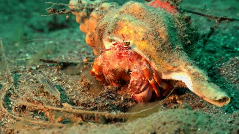 Hermit-Crab-close-up-on-sandy-coral-reef