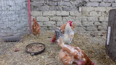 Pollos-Alimentándose-Dentro-Del-Corral-Durante-El-Día