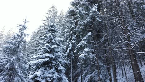 Fir-and-Pine-Trees-Covered-with-Snow-in-the-Mountain-Road---panning-shot