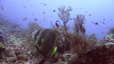 Fledermausfisch-Auf-Tropischem-Korallenriff-Und-Riffleben