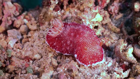 Nudibranquio-Rojo-De-Cerca-En-El-Arrecife-De-Coral