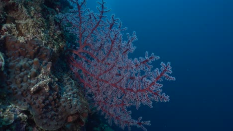 Roter-Seefächer-Auf-Tropischem-Korallenriff-Mit-Tiefblauem-Ozean-Im-Hintergrund