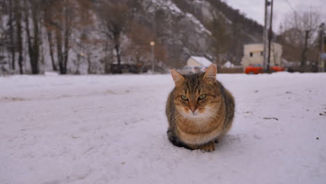 Eine-Süße-Neugierige-Katze-Draußen-Im-Winterschnee