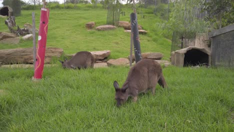 Kangaroos-feeding-on-fresh-grass-at-the-zoo