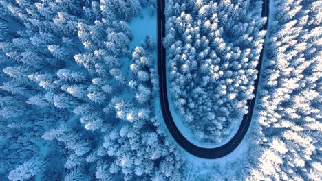 Scenic-View-Of-White-Treetops-Along-Winding-Asphalt-Road-During-Winter