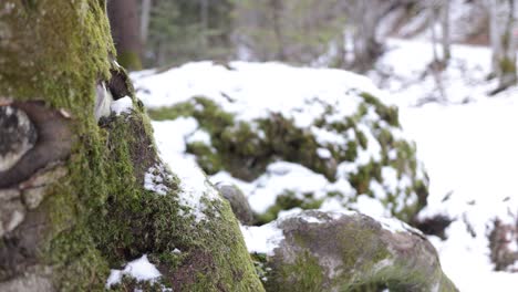 Growing-Lichen-And-Moss-In-Trees-At-Snow-Covered-Forest