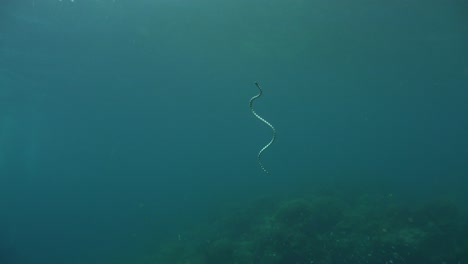 Banded-sea-snake-ascending-and-descending-on-tropical-coral-reef