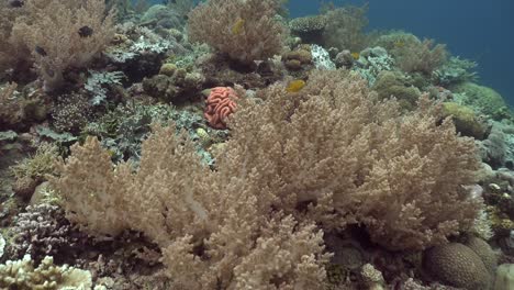 Corales-Blandos-En-Arrecifes-De-Coral-Tropicales-Disparo-De-Gran-Angular