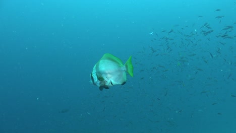 Spadefish-passing-close-in-front-of-the-camera-in-the-blue-ocean