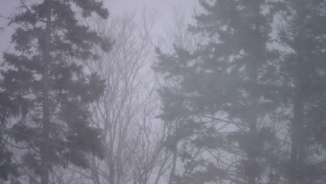 Super-slow-motion-of-a-blizzard-battering-a-forest-