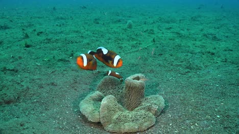 Sattelrücken-Anemonenfische-Schwimmen-über-Seeanemonen-Auf-Dem-Meeresboden-Weitwinkelaufnahme