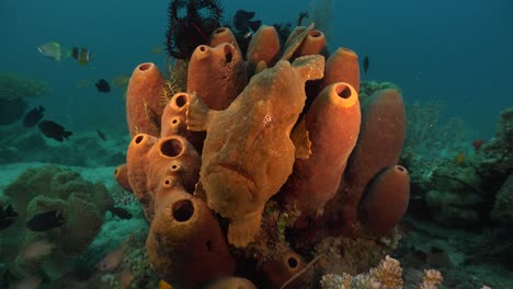 Giant-Frogfish-sitting-on-brown-sponge-colony-on-tropical-coral-reef