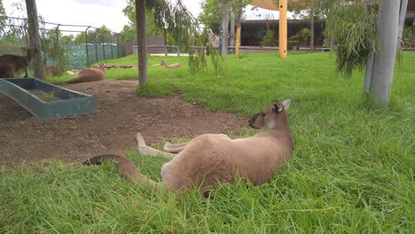 Mob-of-kangaroos-relax-lying-down-on-the-green-grass