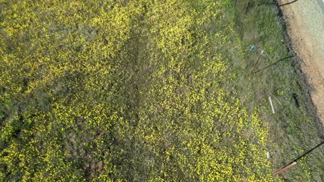 Flores-Silvestres-Amarillas-En-Un-Prado