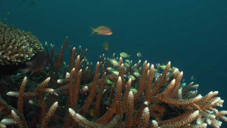 Staghorn-coral-close-up-and-damsel-fish-in-tropical-ocean