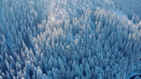 Aerial-View-Of-Dense-Coniferous-Forest-In-Snow---drone-shot