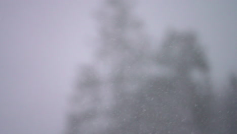 Super-slow-motion-of-a-heavy,-blustering-snow-storm-against-a-pine-forest