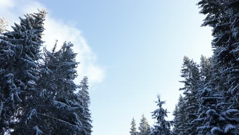 Winter-Road-Through-Snowy-Trees---tilt-down-shot