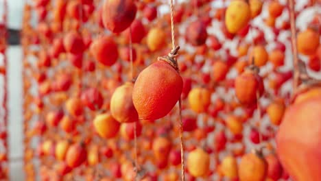 Caquis-Coloridos-Frutos-Colgando-Para-Secar,-Manjar-Asiático,-Vietnam